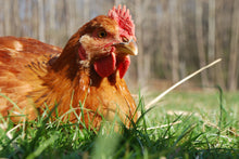 Load image into Gallery viewer, AWA Rainbow Eggs